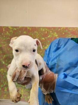 Jog -  American Staffordshire Terrier and Mixed Breed Dog for Adoption in San Antonio, Texas - Jog | PetCurious