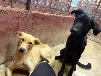 Danielsse / Scooter -  Labrador Retriever and Mixed Breed Dog for Adoption in Broomfield, Colorado - Danielsse / Scooter | PetCurious
