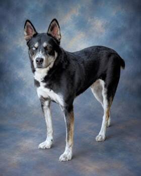 Daniel -  Husky and Mixed Breed Dog for Adoption in Taylorsville, North Carolina - Daniel | PetCurious