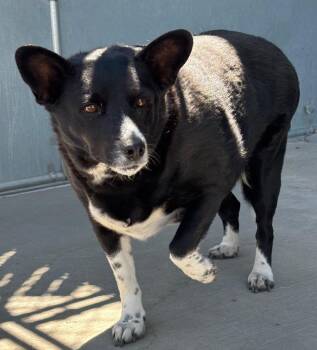 Topper -  Corgi and Mixed Breed Dog for Adoption in Green River, Wyoming - Topper | PetCurious