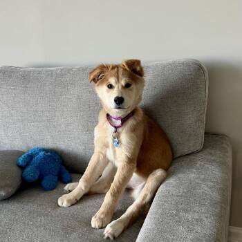 Mixed Breed Dogs Available for Adoption - Crouton | PetCurious