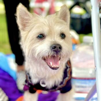 Eli -  West Highland White Terrier Westie and Cairn Terrier Dog for Adoption in Santa Monica, California - Eli | PetCurious
