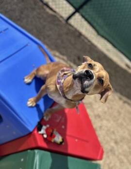 Pit Bull Terrier and Mixed Breed Dogs Available for Adoption - Sour Pickle | PetCurious