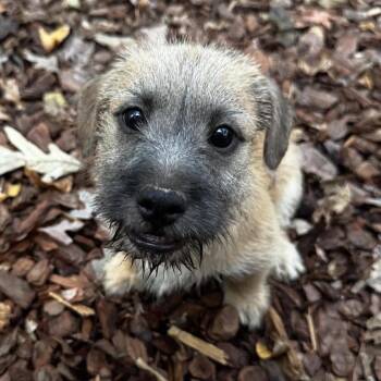 Claire -  Terrier Dog for Adoption in Stokesdale, North Carolina - Claire | PetCurious