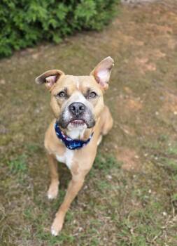 Layne -  Pit Bull Terrier and American Bulldog Dog for Adoption in Herndon, Virginia - Layne | PetCurious