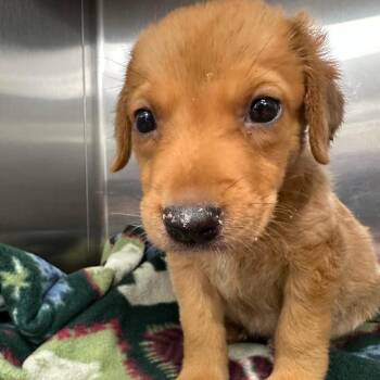 Sprout -  Golden Retriever and Shepherd Dog for Adoption in Wadena, Minnesota - Sprout | PetCurious