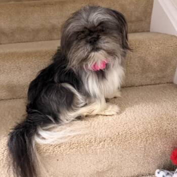 Bubbling Over -  Pekingese and Mixed Breed Dog for Adoption in Fredericksburg, Virginia - Bubbling Over | PetCurious