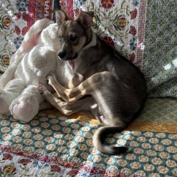 Mixed Breed Dogs Available for Adoption - Jules | PetCurious