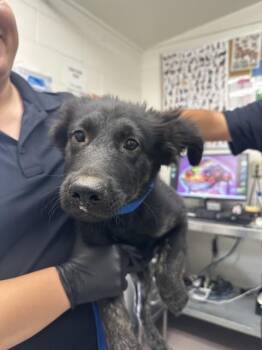 TYSON -  Pit Bull Terrier and Mixed Breed Dog for Adoption in San Bernardino, California - TYSON | PetCurious