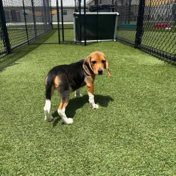 EEH6 9179 -  Beagle Dog for Adoption in Loxahatchee Groves, Florida - EEH6 9179 | PetCurious