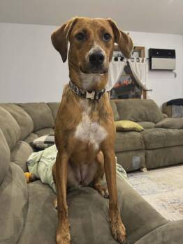 Barbie -  Redbone Coonhound Dog for Adoption in Westwood, New Jersey - Barbie | PetCurious