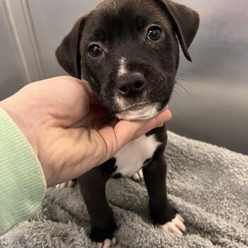 Mixed Breed Dogs Available for Adoption in Mentor, Ohio - Mandel | PetCurious