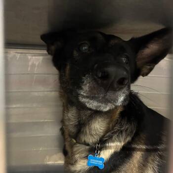 German Shepherd Dog Dogs Available for Adoption in Abilene, Texas - Niki | PetCurious