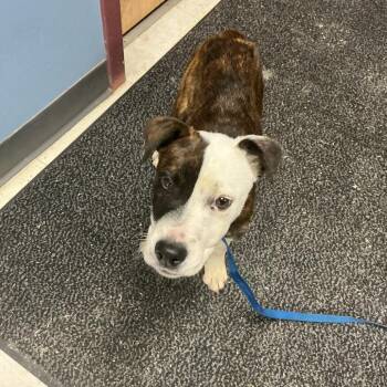 Zooma -  Pit Bull Terrier and Mixed Breed Dog Available for Adoption in Saint Joseph, Missouri - Zooma | PetCurious