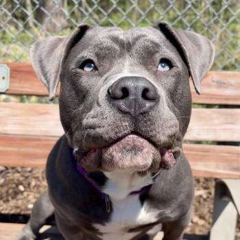 Beef Cake -  Pit Bull Terrier Dog for Adoption in Riverwoods, Illinois - Beef Cake | PetCurious
