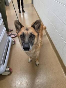 LUNA -  German Shepherd Dog Dog for Adoption in St. Peters, Missouri - LUNA | PetCurious