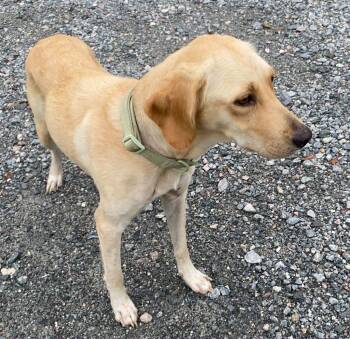 Emily -  Labrador Retriever Dog for Adoption in Lakeland, Georgia - Emily | PetCurious