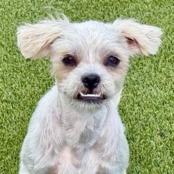 Amy -  Shih Tzu Dog for Adoption in Hondo, Texas - Amy | PetCurious