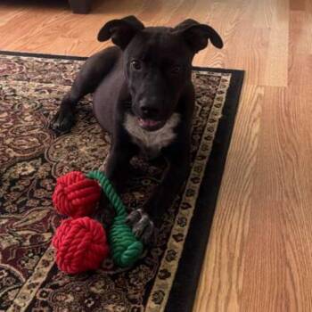 Bella -  Labrador Retriever and Mountain Cur Dog for Adoption - Bella | PetCurious