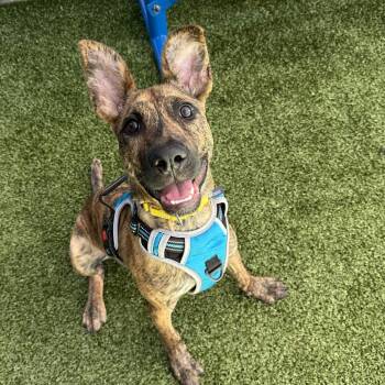 Wally -  Mixed Breed Dog for Adoption in Wantagh, New York - Wally | PetCurious