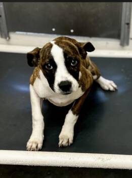 Boxer Dogs Available for Adoption in Tom Bean, Texas - Saddie ( ID#A2026230)  | PetCurious