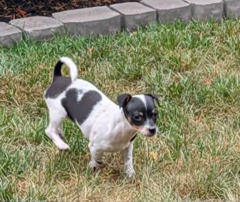 Jessie -  Chihuahua Dog for Adoption in Mechanicsburg, Pennsylvania - Jessie | PetCurious