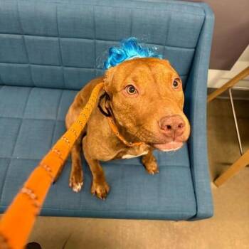 Red Dawn -  Pit Bull Terrier and Mixed Breed Dog for Adoption in Matteson, Illinois - Red Dawn | PetCurious