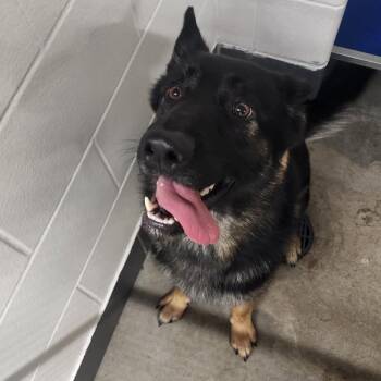 Finnigan -  German Shepherd Dog Dog for Adoption in Manhattan, Kansas - Finnigan | PetCurious