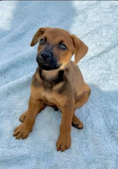Pupper -  Hound and Shepherd Dog for Adoption in Homestead, Florida - Pupper | PetCurious
