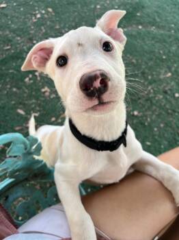 Rescue Terrier and Mixed Breed Dogs for Adoption in St. Augustine, Florida - Horchata | PetCurious