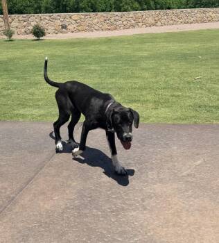 Curcio / Sleepy -  Labrador Retriever and Great Pyrenees Dog for Adoption in Broomfield, Colorado - Curcio / Sleepy | PetCurious