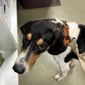 Jeremy -  Treeing Walker Coonhound Dog for Adoption in Harrisonburg, Virginia - Jeremy | PetCurious