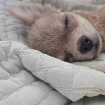 Otto -  Chihuahua Dog for Adoption in Buffalo, Minnesota - Otto | PetCurious