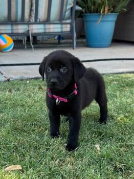 Samantha -  Black Labrador Retriever Dog for Adoption in Phoenix, Arizona - Samantha | PetCurious