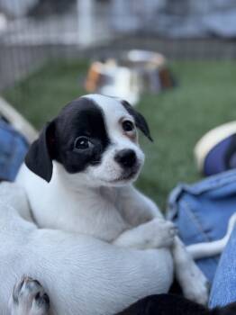 Rescue Chihuahua and Mixed Breed Dogs for Adoption in Redmond, Washington - Squire Roland | PetCurious