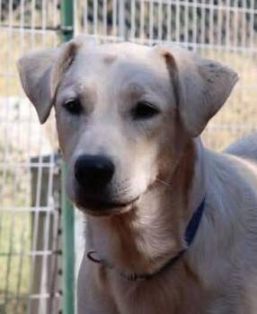Rescue Labrador Retriever and Anatolian Shepherd Dogs for Adoption in Boerne, Texas - Blitzen | PetCurious