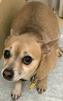 Chihuahua Dogs Available for Adoption - Hopper | PetCurious