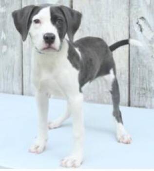 Beetbox -  Mastiff and Mixed Breed Dog for Adoption in Kansas City, Missouri - Beetbox | PetCurious