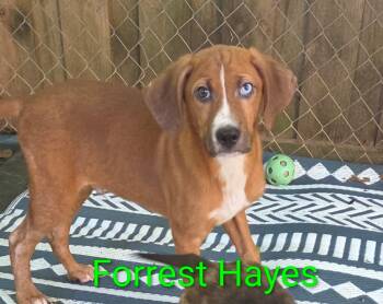Hound Dogs Available for Adoption in Fosters, Alabama - FORREST HAYES | PetCurious