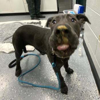 Balto -  Mixed Breed Dog for Adoption in Walker, Michigan - Balto | PetCurious