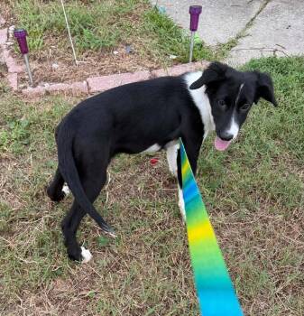 Antonella -  Border Collie Dog for Adoption in Deltona, Florida - Antonella | PetCurious