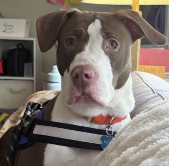 Ella (Periwinkle) -  Pit Bull Terrier Dog for Adoption in Naperville, Illinois - Ella (Periwinkle) | PetCurious