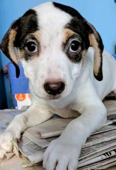 Matilda -  Dachshund and Mixed Breed Dog for Adoption in St. Augustine, Florida - Matilda | PetCurious