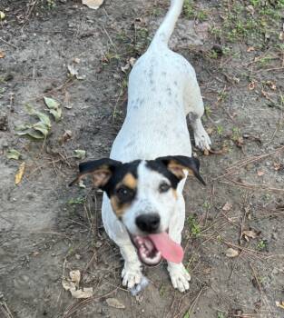 Rescue Hound and Australian Cattle Dog Blue Heeler Dogs for Adoption in Horn Lake, Mississippi - Bonnie - B Litter | PetCurious