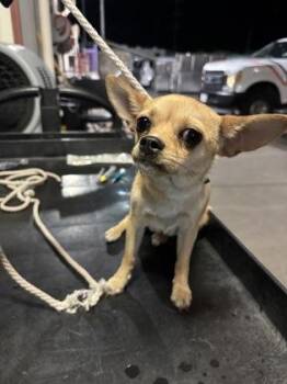 61309229 -  Chihuahua and Mixed Breed Dog for Adoption in El Paso, Texas - 61309229 | PetCurious