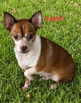 Papito -  Chihuahua Dog for Adoption in New Port Richey, Florida - Papito | PetCurious