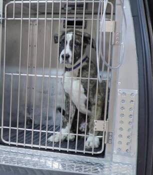 Match -  Pit Bull Terrier and Mixed Breed Dog for Adoption in Westland, Michigan - Match | PetCurious