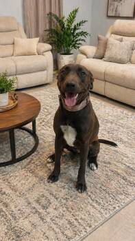 Chocolate Labrador Retriever and Pit Bull Terrier Dogs Available for Adoption in Houston, Texas - REX 2  (Handsome, Loving, Good With All Ages, Loves Attention &  | PetCurious