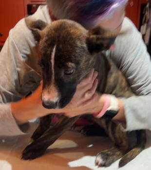 Rescue Terrier Dogs for Adoption in Ellijay, Georgia - Janie | PetCurious