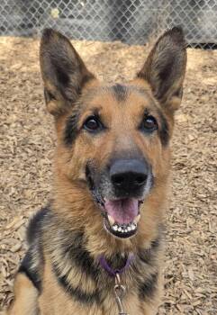 Kylo -  German Shepherd Dog Dog for Adoption in Salem, Oregon - Kylo | PetCurious